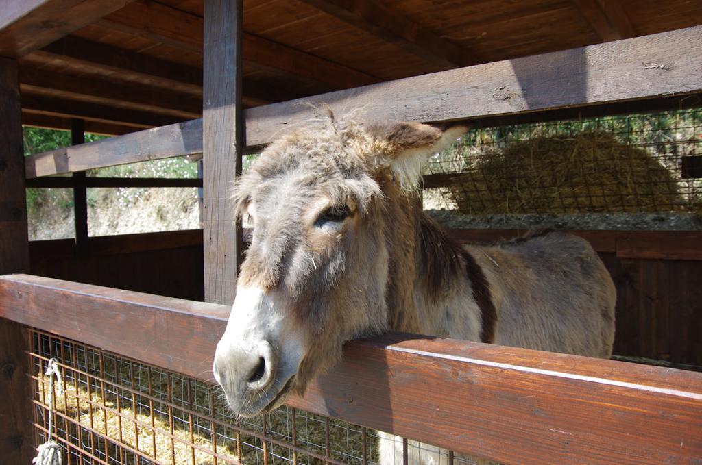 Agriturismo Casa Villi Solferino Eksteriør billede