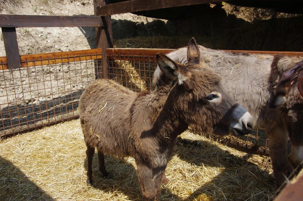 Agriturismo Casa Villi Solferino Eksteriør billede